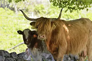 Hochlandkuh Drucke: Ein schottisches Hochlandrind und ein Kalb stehen im Schatten eines Baumes