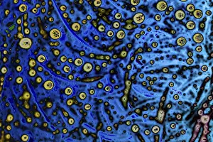 Colorful Background Image Drucke: Scribbles all along the colorful background