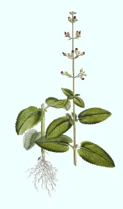 Vintage Botanical Illustration Drucke: Scrophularia aquatica, Water Brownroot