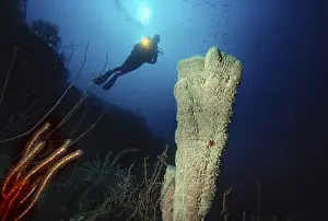 Scuba Diving Holidays Drucke: Scuba diver diving over a reef