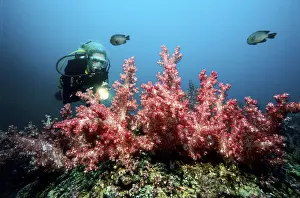 Red Sea Underwater Photo Drucke: Scuba diver next to soft corals
