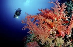 Underwater Coral Reef Scene Drucke: Scuba diver and soft corals