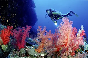 Female Scuba Diver In Action Drucke: Scuba diver and soft corals