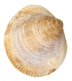 Muschel Drucke: Meerschneckenmuschelschale gegen weißem Hintergrund.