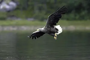 Accipitridae Bird Species Drucke: Sea eagle, white-tailed eagle