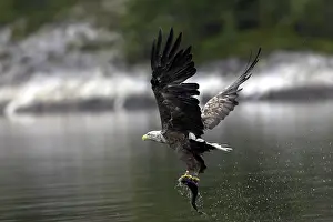 Drucke von Ein See- / Weißschwanzadler hat einen Fisch gefangen Seeadler Drucke: Ein Seeadler/Weißkopfseeadler hat einen Fisch gefangen.