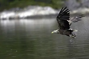 Accipitridae Bird Species Drucke: A sea eagle/white-tailed eagle has caught a fish
