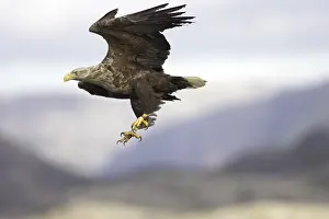 Accipitridae Bird Species Drucke: A sea eagle/white-tailed eagle - claw, clutches