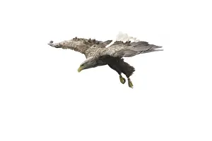 Accipitridae Bird Species Drucke: A sea eagle/white-tailed eagle looking for a fish to catch