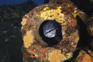 Underwater Photo Mediterranean Sea Drucke: A sea eel (Conger conger), eel