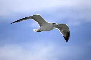 Seagull In Flight Drucke: Sea gull