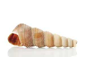 Muschel Drucke: Meerschnecke