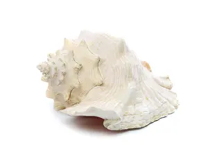 White Studio Environment For Text Drucke: Sea shell isolated on a white background