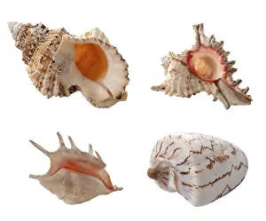 Studio Cutout Image Drucke: Sea shells isolated on white background