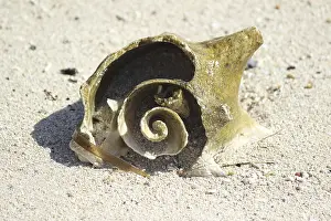 Beach Landscape Photography Drucke: Empty sea shells, seashells or shells from an animal at the beach
