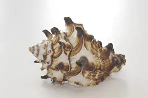 Snail Shell Drucke: Sea snail, snail shell, shell, snail shell