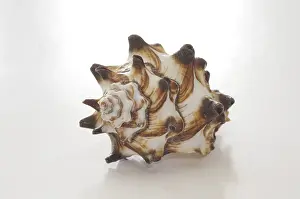 Snail Shell Drucke: Sea snail, snail shell, shell, snail shell