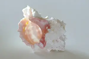 Snail Shell Drucke: Sea snail, snail shell, shell, snail shell