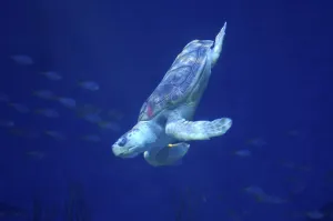 Scuba Diving Sports Drucke: Sea turtle