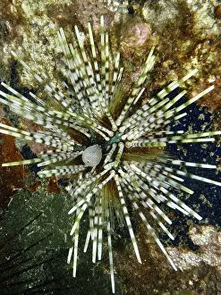 Bilder Datiert 2. August 2024: Sea urchin striking patterned spines