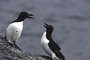 Friends In Nature Drucke: Two seabirds