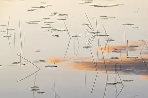 Cloudy Sky Over Lake Drucke: Seagrass and evening clouds are reflected on still water surface