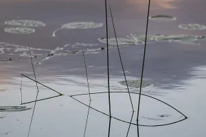 Aquatic Plant Landscape Photo Drucke: Seagrass is reflected on still water surface