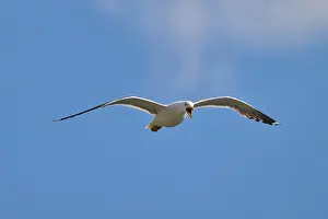 Seagull In Flight Drucke: Seagull in flight against a blue sky