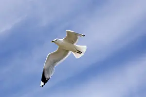 Water Bird Images Drucke: Seagull flying