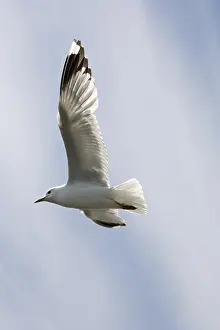 Charadriiformes Species Images Drucke: Seagull flying