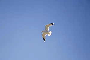Deserted Shorebird Habitat Drucke: Seagull flying