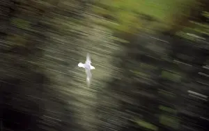 Seagull In Flight Drucke: Seagull flying