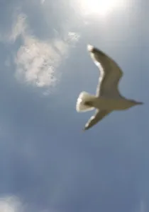 Bird In Flight Drucke: Seagull flying