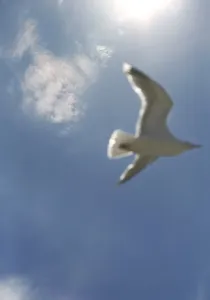 Charadriiformes Birds In Flight Drucke: Seagull flying