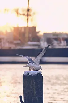 Natural Environment Wildlife Pics Drucke: Seagull flying off from post