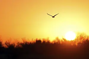 Orange Sky Landscape Drucke: A seagull gracefully soars through the sky