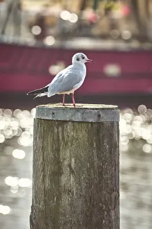 Deserted Harbor Scene Drucke: Seagull on pole in Harbor