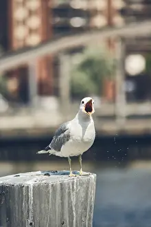 Deserted Beach Wildlife Photography Drucke: Seagull on pole screaming