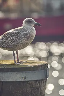 Water Bird Habitat Drucke: Seagull standing on pole in Harbor