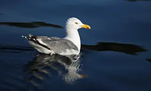 Nature Wildlife Photography Drucke: Seagull on the water