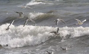 Baltic Sea Birds Drucke: Seagulls