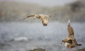 Weather Forecast Images Drucke: Three seagulls