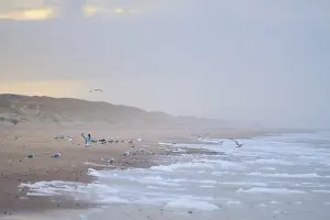 Denmark Wildlife Photography Drucke: Seagulls on the beach in denmark