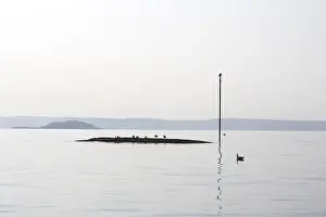 Water Bird Habitat Drucke: Seagulls on a rock
