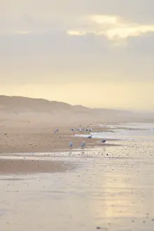 Deserted Coastline Denmark Drucke: Seagulls walking on a beach