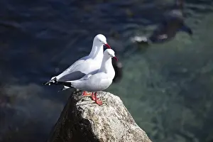 Charadriiformes Breeding Season Drucke: Seagulls on a warm spring day in Narooma