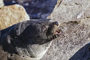 Narooma Wildlife Drucke: A seal basks in the sun on a warm spring day in Narooma