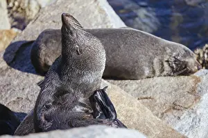 Pinniped Sunbathing Drucke: A seal basks in the sun on a warm spring day in Narooma