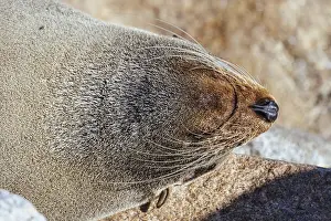 Wild Animal Photography Australia Drucke: A seal basks in the sun on a warm spring day in Narooma