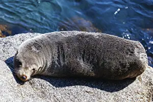 Australian Wildlife Photography Drucke: A seal basks in the sun on a warm spring day in Narooma